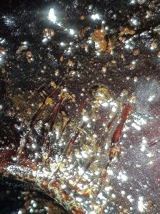 Schleim und Ablagerungen im Tank